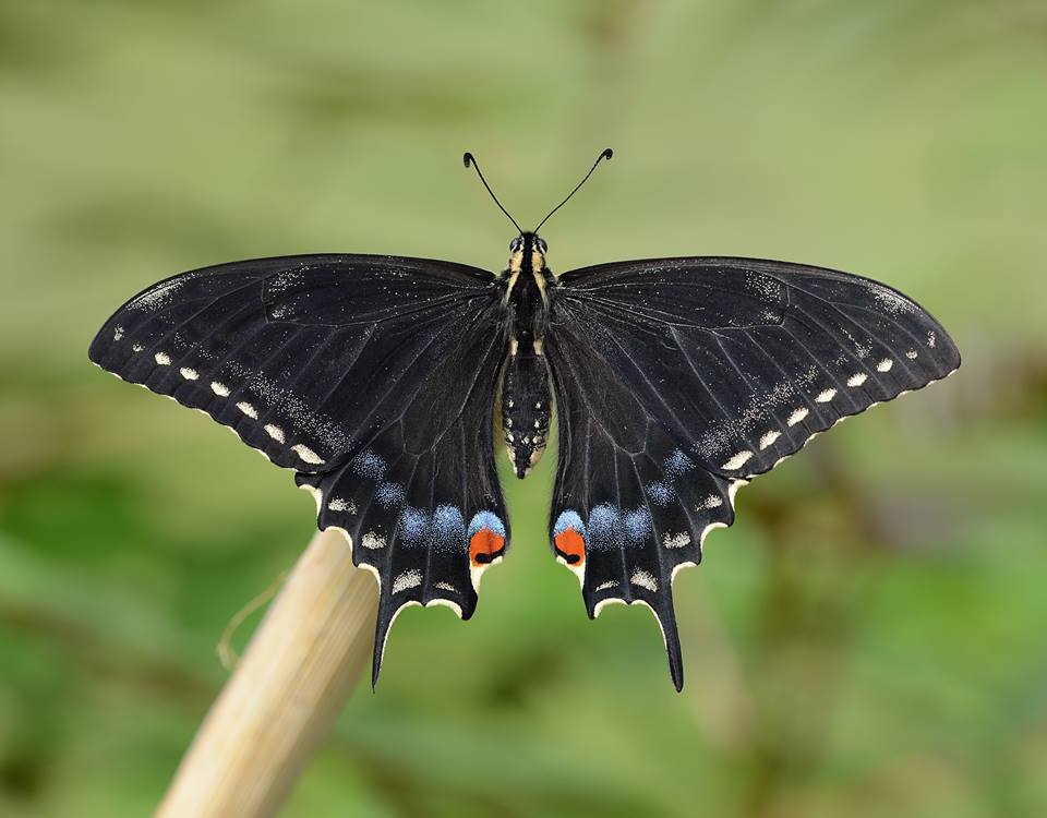 Papilio hybrid female of (p. machaon machaon f. x (p. machaon machaon m. x p. polyxenes asterius f.) m. x p. machaon hippocrates f.) (Internet Image property of respective owner, non-commercial use only)